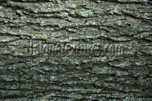 bark cracked/chipped natural tree/plant gray  