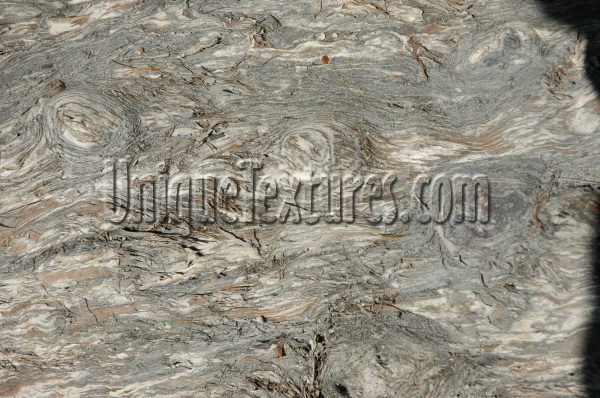 bark random natural tree/plant tan/beige