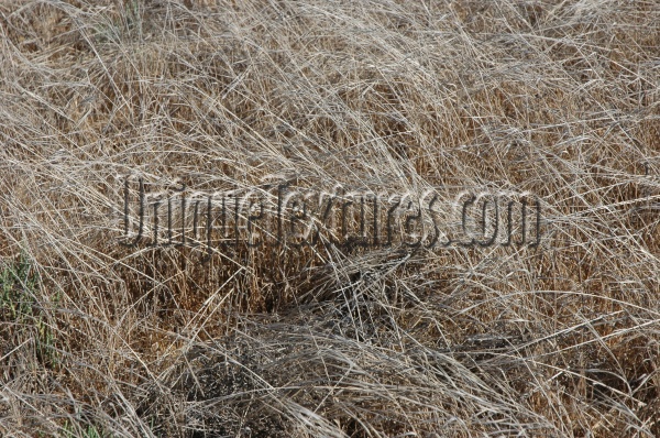 random dead bleached natural grass tan/beige