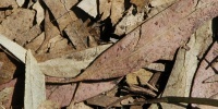 leaves floor random dead natural tree/plant dark brown   