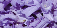 random natural flowers vibrant purple    