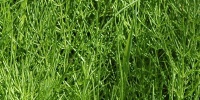 vertical random natural grass green