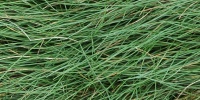 floor horizontal random natural grass green  