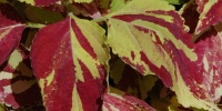 multicolored tree/plant natural leaves