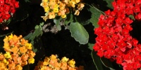 random natural flowers vibrant multicolored red yellow