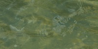 green liquid natural marine random oblique